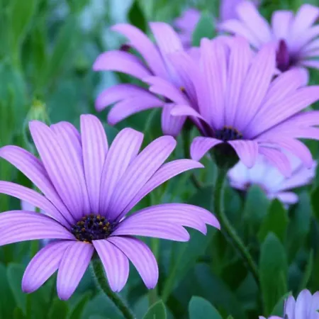 Le Tilleul Du Parc De La Dame * Latour-Bas-Elne